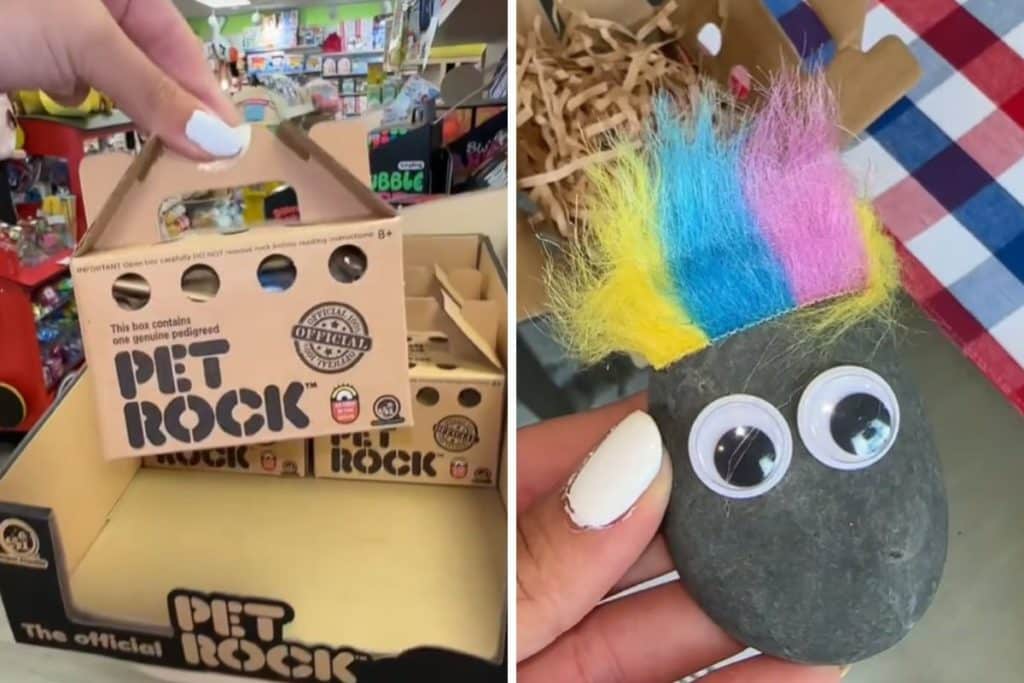 pet rocks.jpg