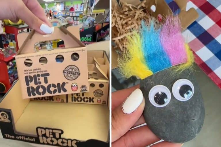 pet rocks.jpg