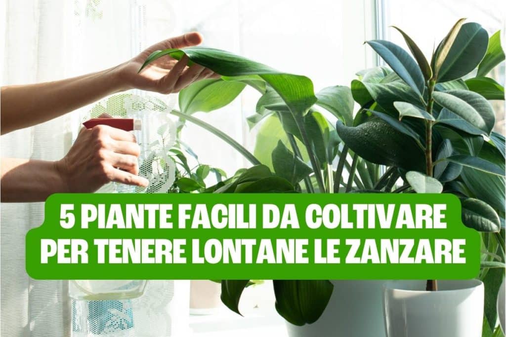piante zanzare.jpg