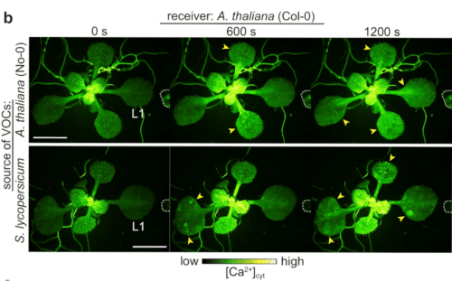 piante parlano cover 500x311.png