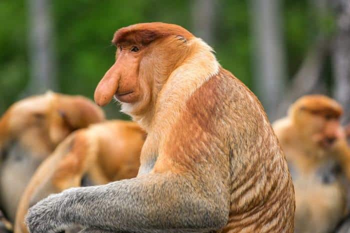 proboscis monkey m.jpg