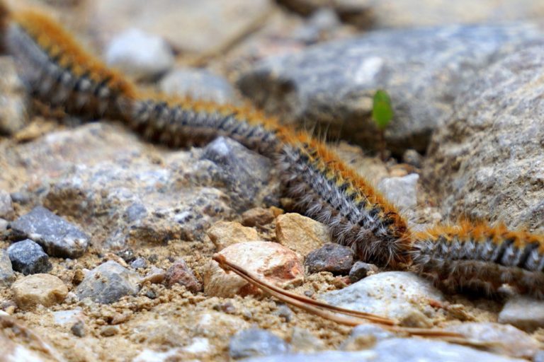 Attenzione alla processionaria! Sono una veterinaria e ti spiego perché è pericolosa e cosa fare in caso di contatto con il cane 1 processionaria bruchi.jpg