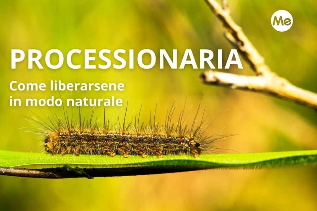processionaria del pino.jpg