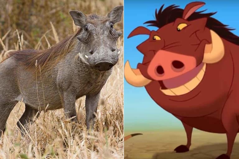 pumba facocero.jpg