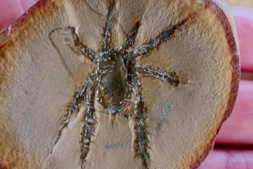 ragno fossile otto zampe.jpg