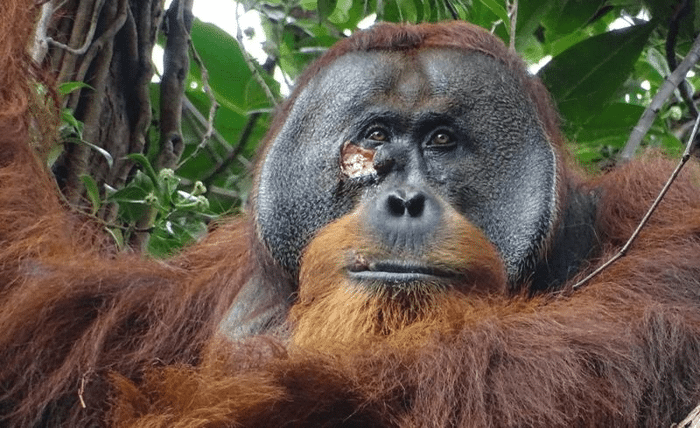 Orangutan di Sumatra cura ferita con pianta medicinale 1 rakus with wound m.png