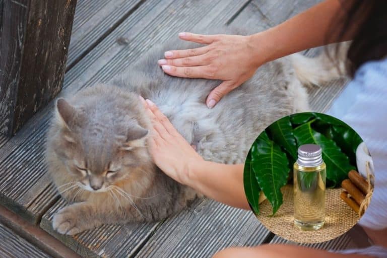 repellenti cani gatti.jpg