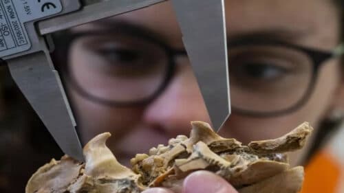 researcher examining extinct porcupine fossil 2 500x281.jpg