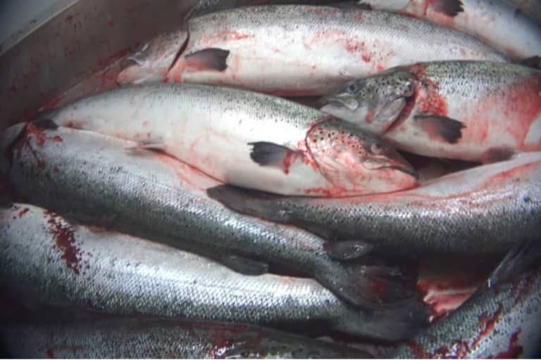salmoni allevamento2.jpg