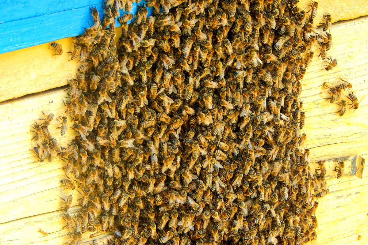 sciamatura delle api.jpg