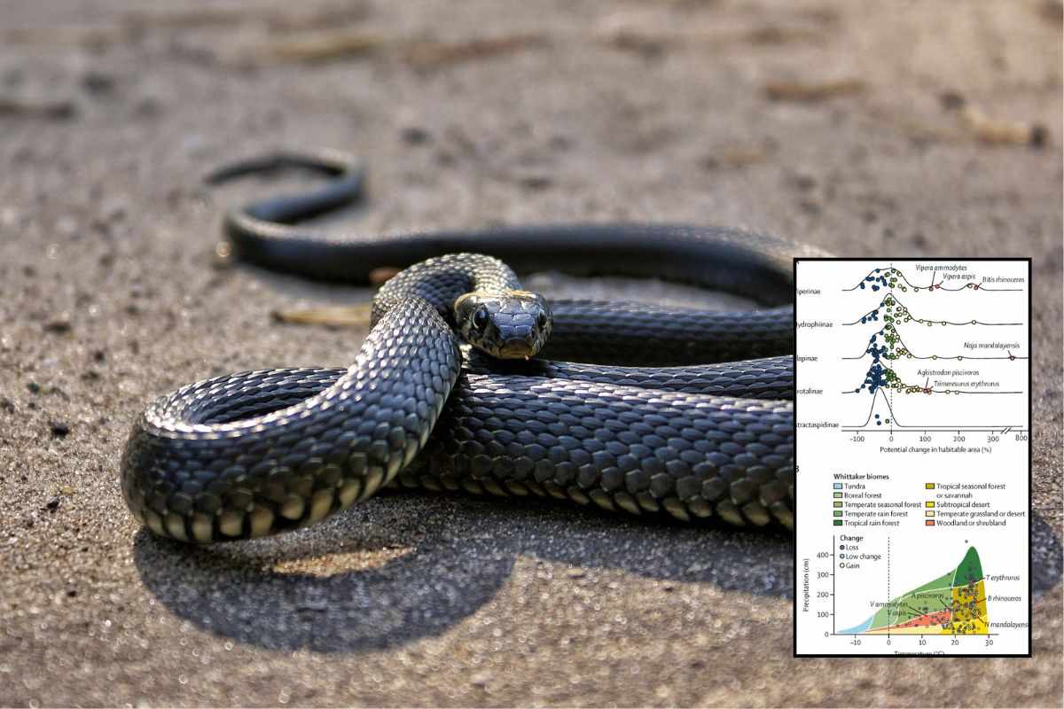 I serpenti velenosi stanno per migrare in massa (e sì, c’entrano agricoltura e allevamenti intensivi) 1 serpente.jpg