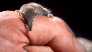 smallest mammal in the world m.png
