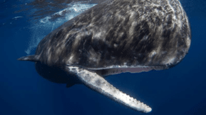 sperm whale m.png