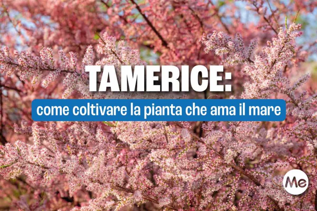 tamerice.jpg