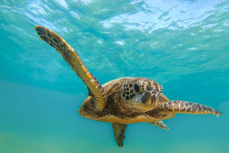 tartarughe giornata.jpg