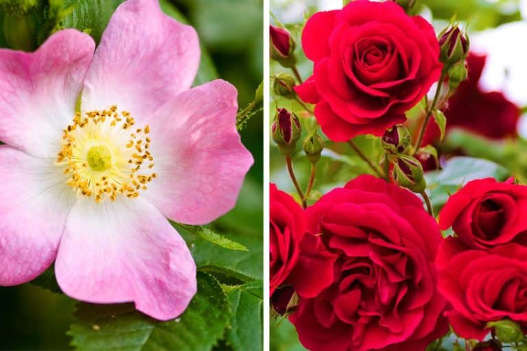 test rose.jpg