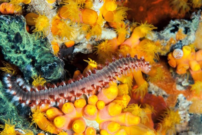 Il caldo sta generando un’invasione di vermocane nei nostri mari senza precedenti, cosa fare se ci pungono 7 vermocane.png