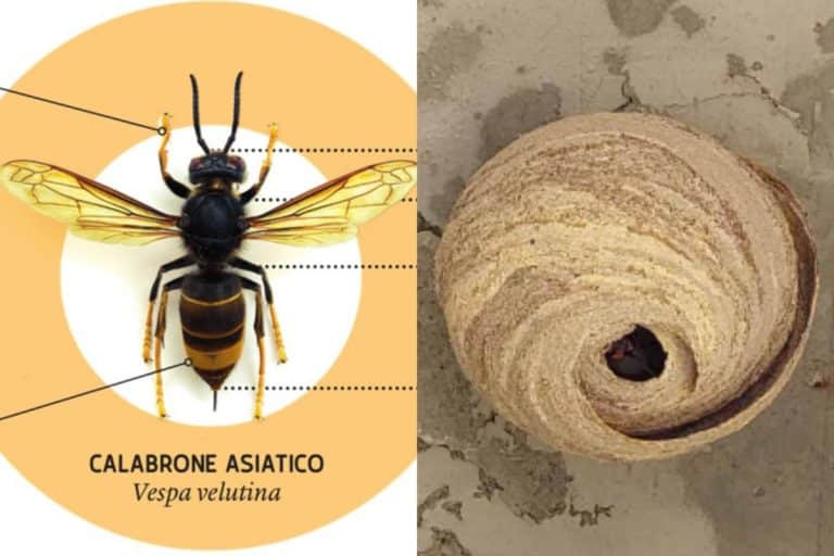 vespa velutina nido.jpg