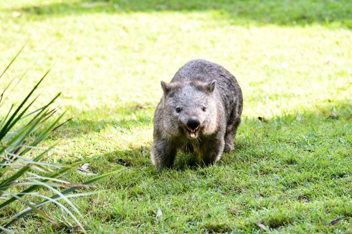 wombat m.jpg