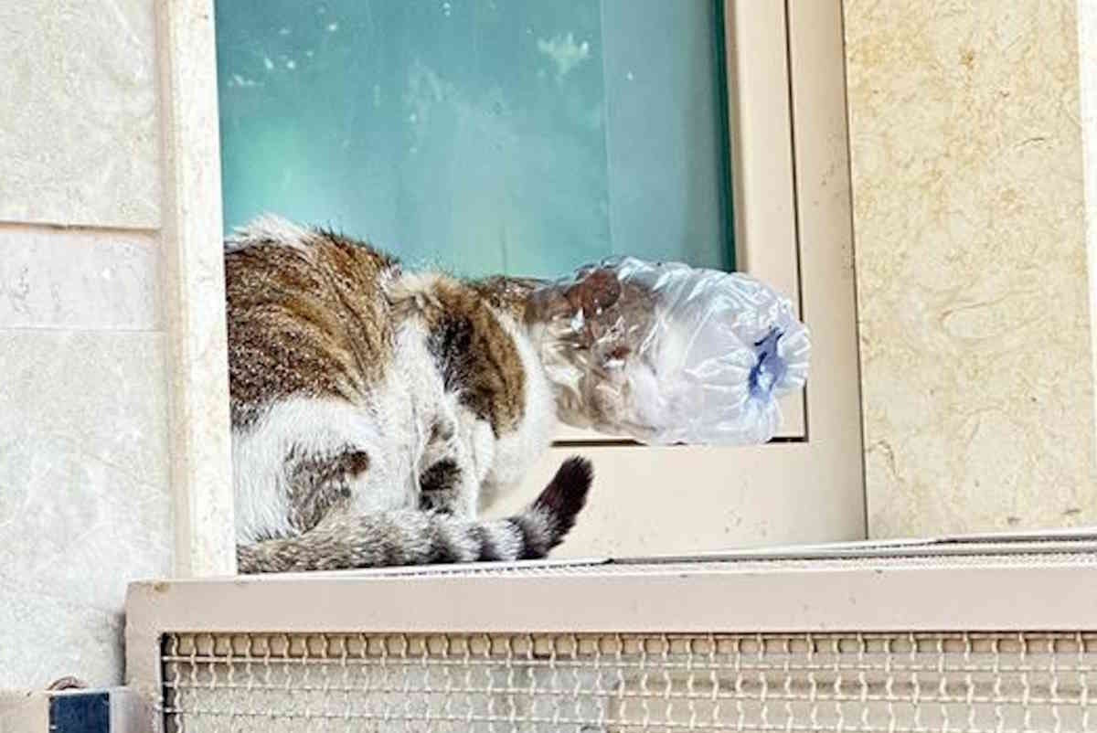 449107563 7844515428928060 4321798047919587564 n.jpg