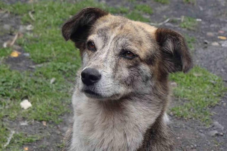 640px Canis lupus familiaris Perro Mestizo.jpg