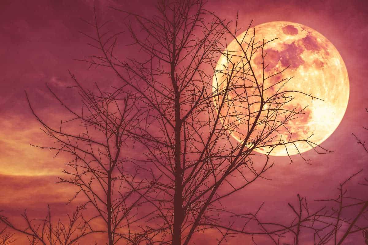 Tra pochi giorni ammireremo la splendida Luna delle Fragole, la luna piena che dà il benvenuto all’estate 1 82172591 m.jpg