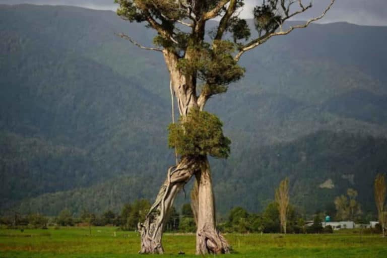 Albero dellanno.jpg