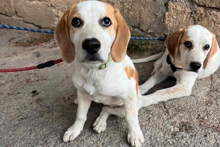 Beagle porto di Bari.jpg