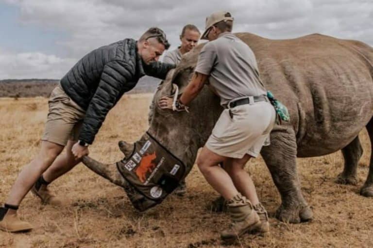 Corni rinoceronti.jpg