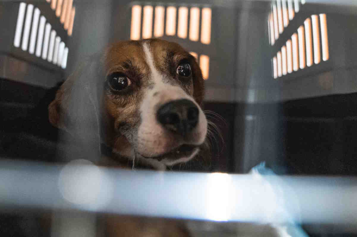 Sai che in Italia si fanno ancora esperimenti sui cani? Ti mostro gli ultimi beagle salvati (per ora) dall’Aptuit di Verona 1 DSC02769.jpg