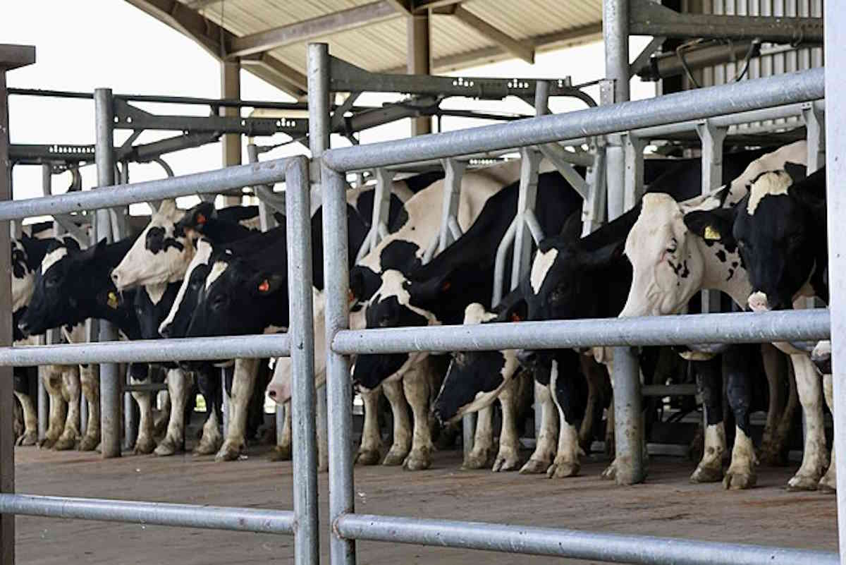 Desa Cattle Dairy Farm Kundasang 28 December 2023 11.jpg