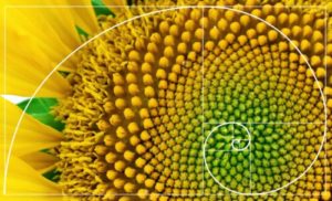 Fibonacci spiral nature sunflower 500x304.jpg