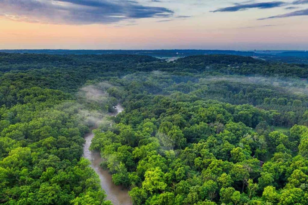 Foresta amazzonica.jpg