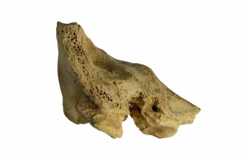 Fossile Neanderthal.jpg