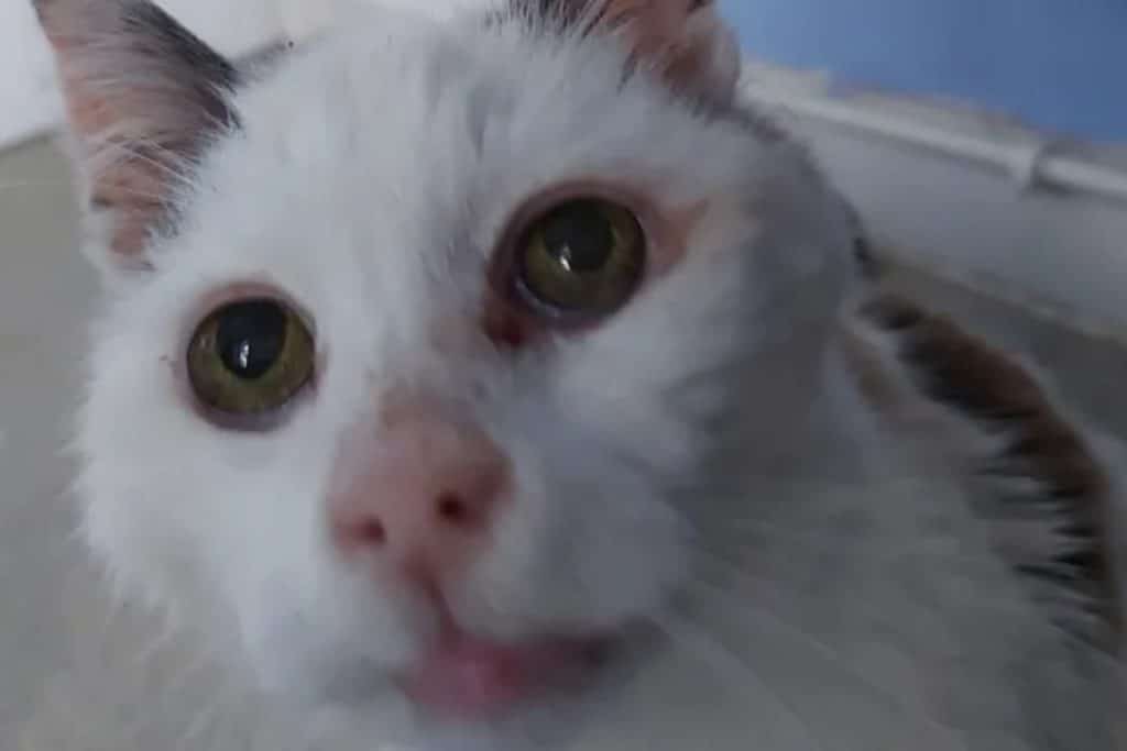 Gattino scomparso.jpg