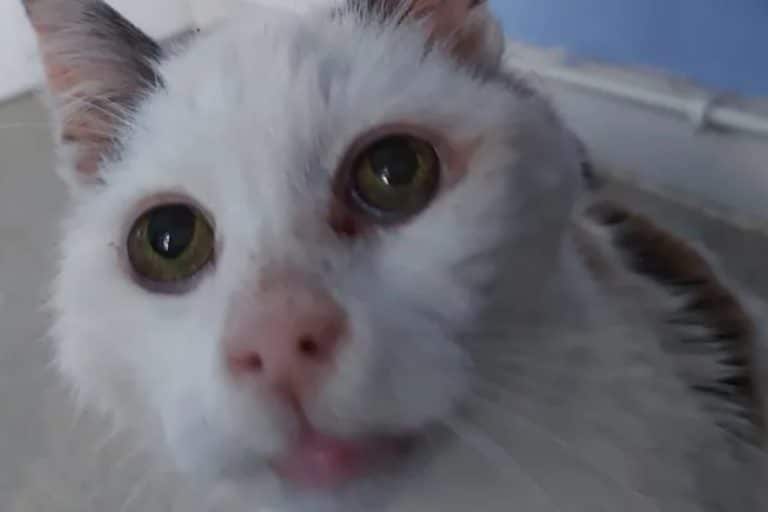 Gattino scomparso.jpg