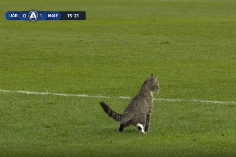 Gatto partita di calcio.jpg