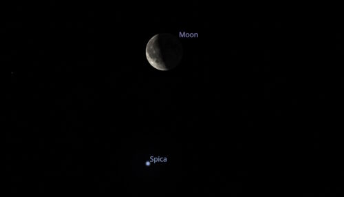 In arrivo il “bacio” tra la Luna e Spica: uno degli spettacoli astronomici più suggestivi dell’anno 1 In the Sky 2024 01 04 Conjunction 500x286.jpg