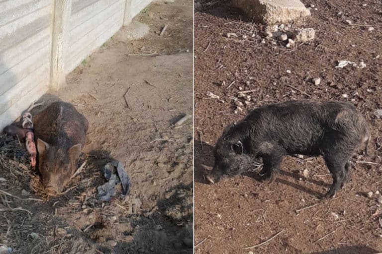 60 maialini da compagnia, detenuti in condizioni terribili, sono stati uccisi (invece di essere salvati) 9 Maiali Milano.jpg