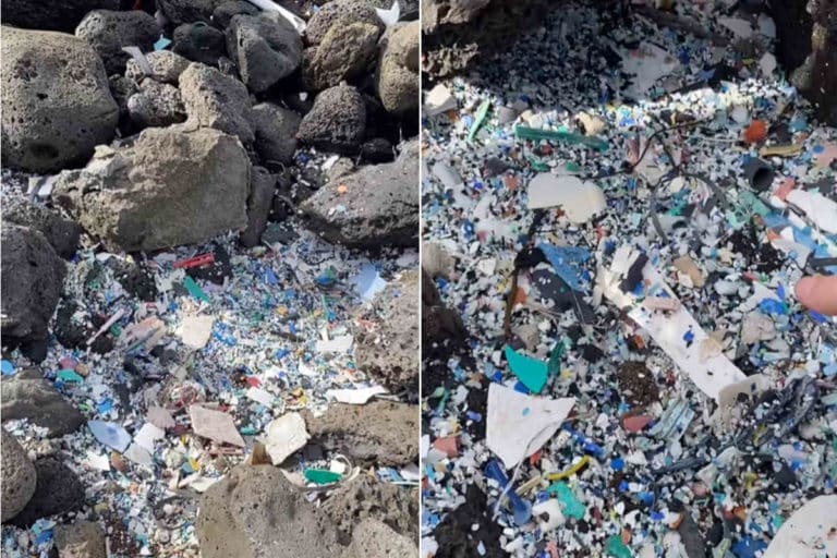 Microplastiche Isola di Pasqua.jpg