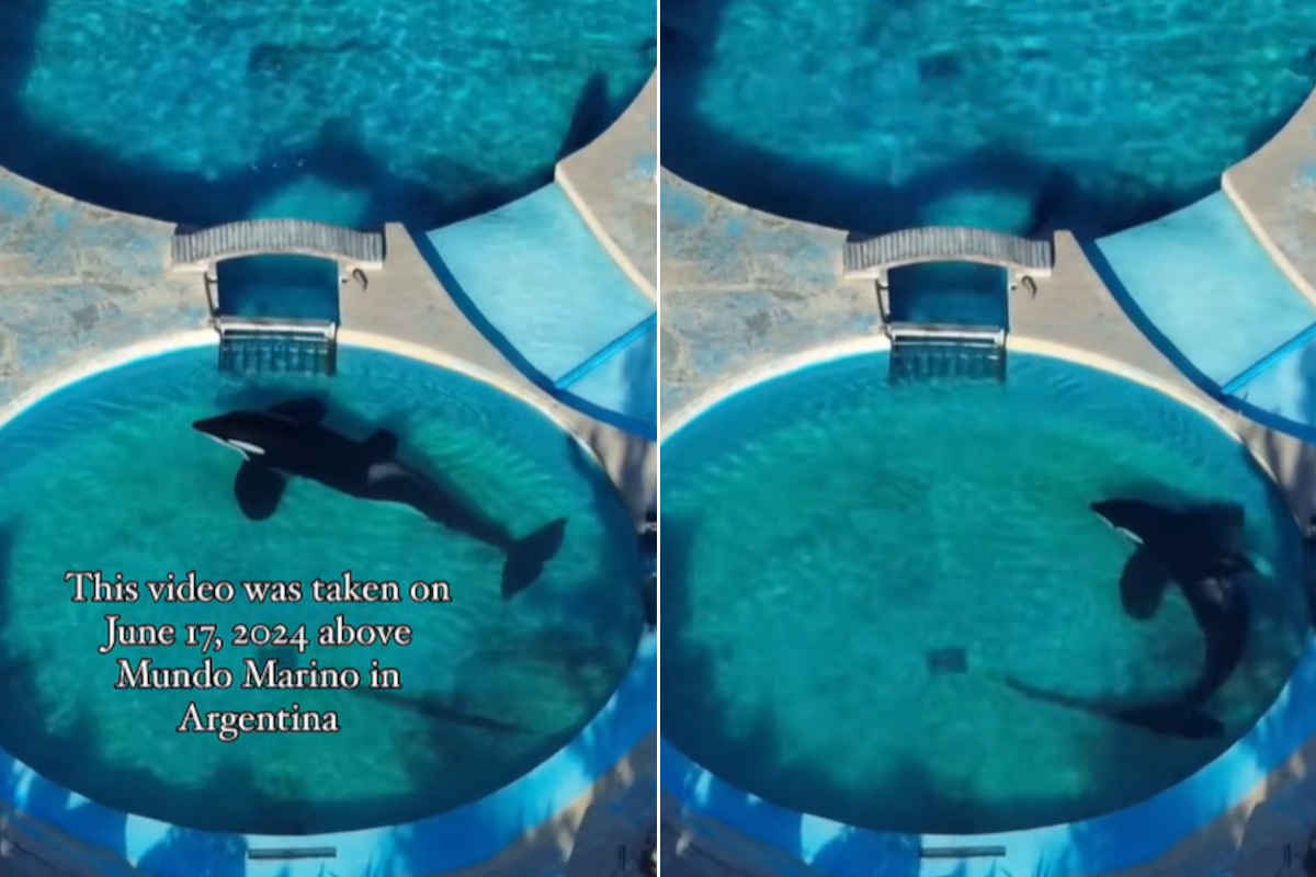 Liberiamo Kshamenk, l’orca più sola del mondo: 32 anni di prigionia in una vasca minuscola 1 Orca.jpg