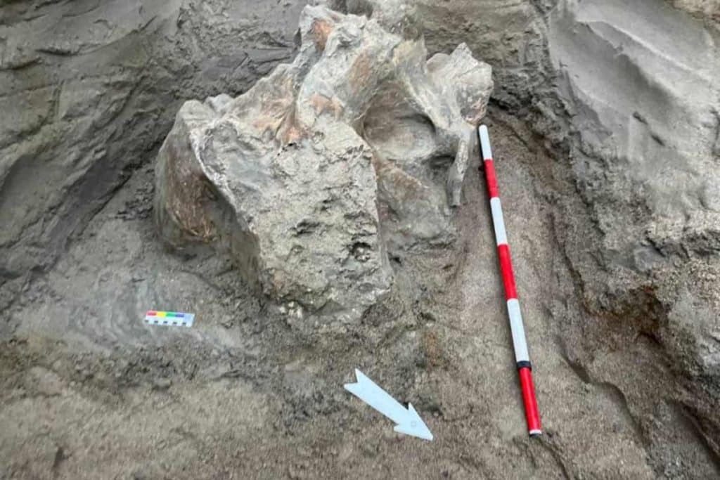 Ritrovamento mammuth.jpg