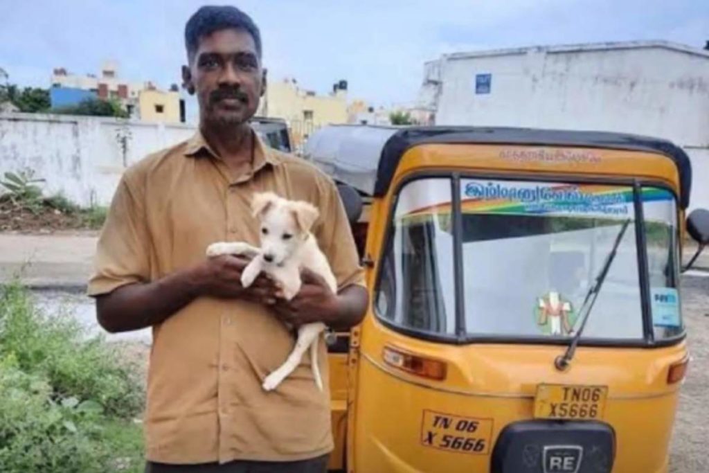 Taxi animali.jpg