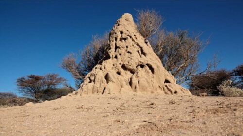 Termite Mound 777x518 2 500x281.jpg