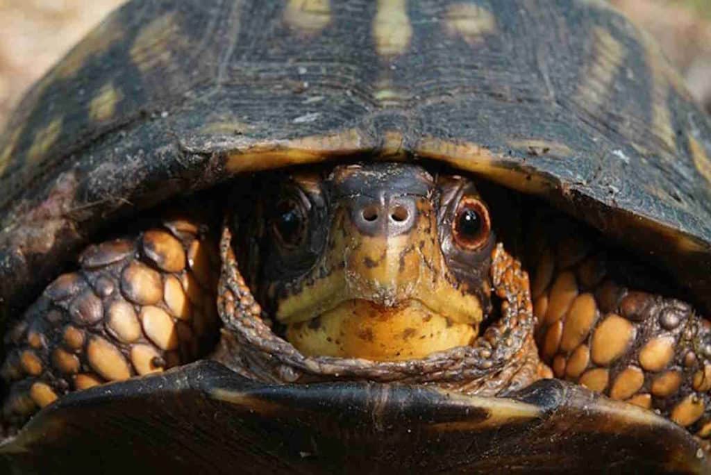 Terrapene carolina ssp. carolina Eastern Box Turtle 5 10 23 02.jpg