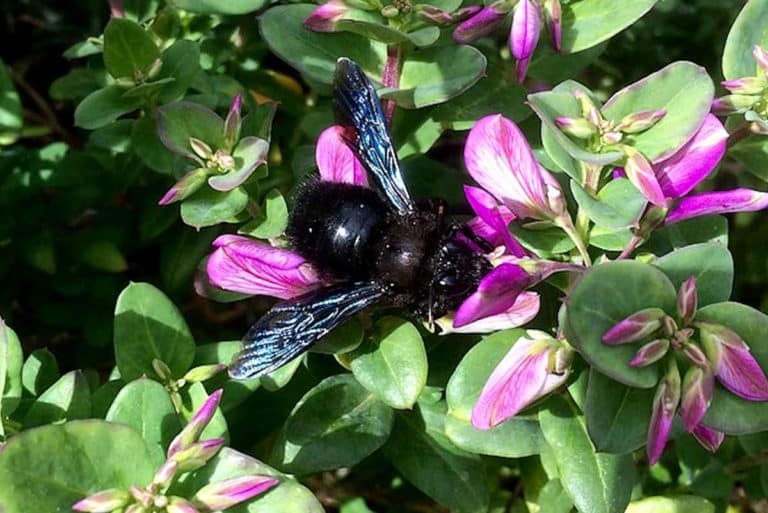Xylocopa violacea on a flower.jpg