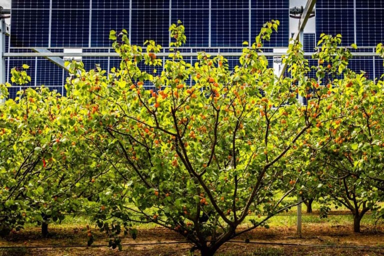 agrivoltaico albicocche.jpg