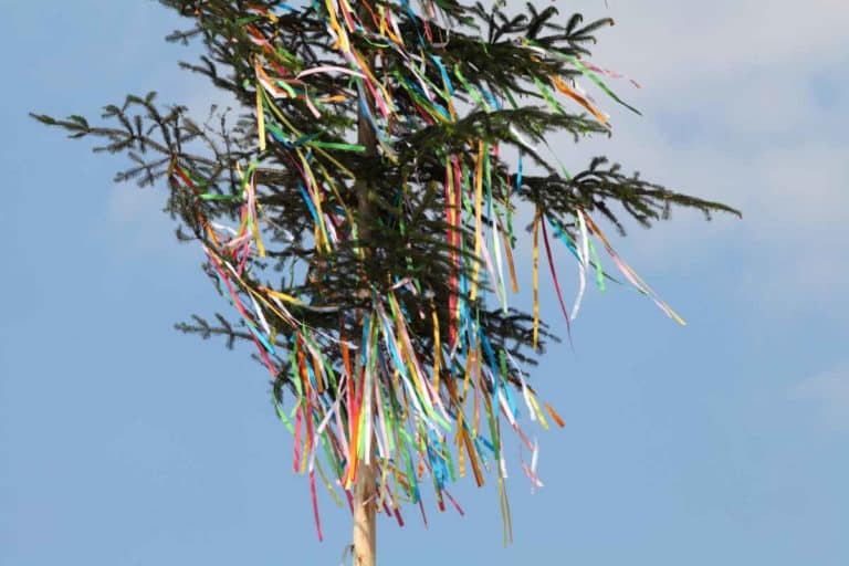 albero di maggio 2.jpg
