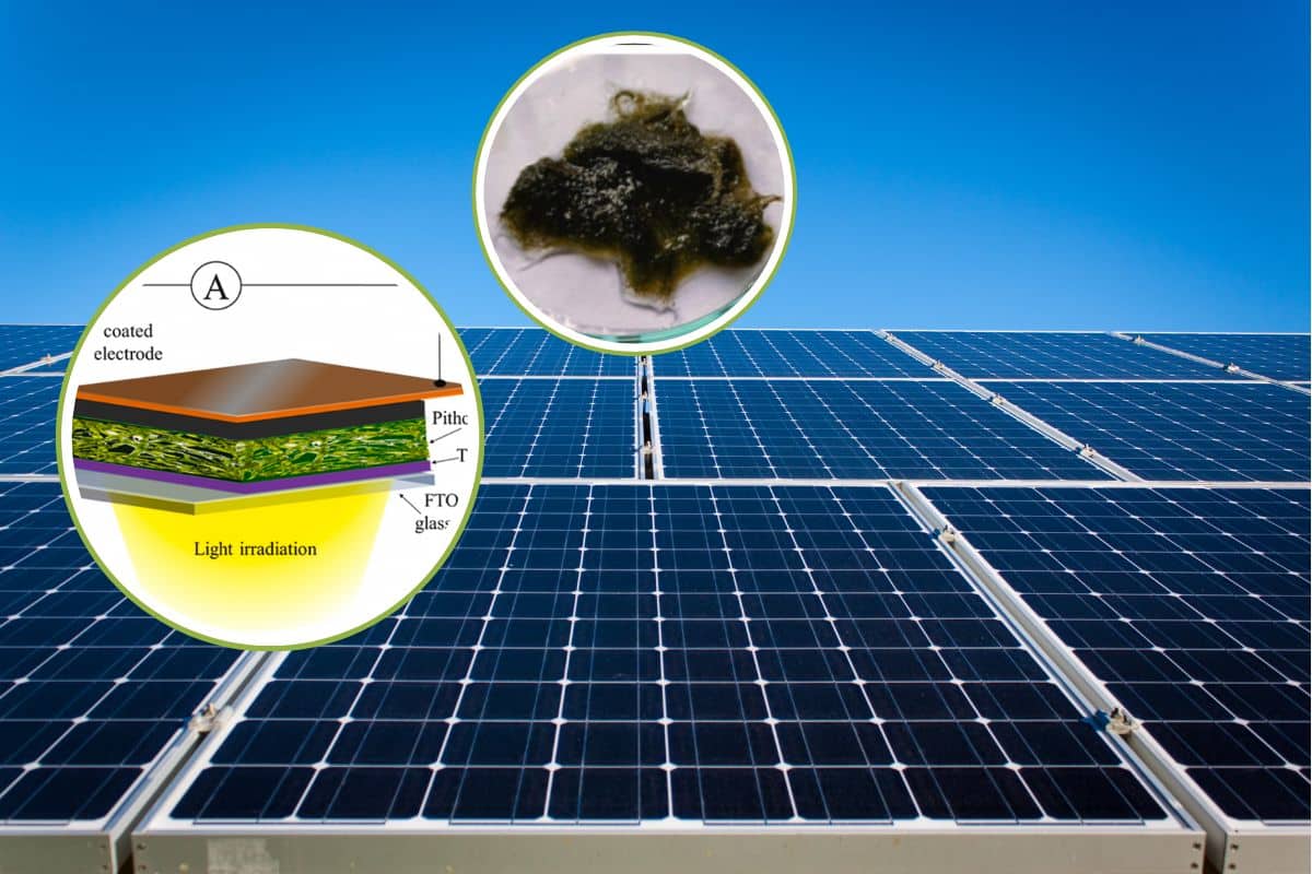 Fotovoltaico biologico dalle alghe, la rivoluzione dall’India delle celle solari “verdi” 1 alghe fotovoltaiche.jpg