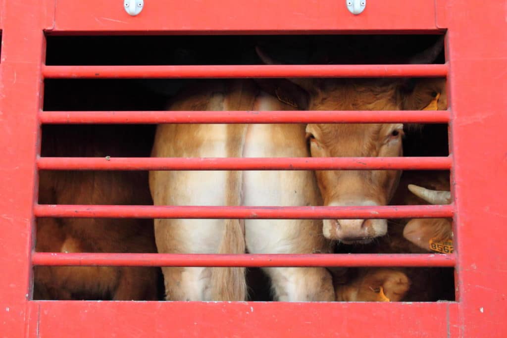 animali trasporto.jpg